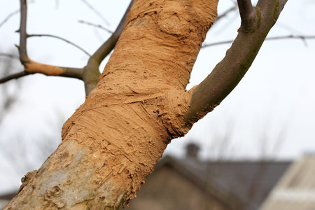 bandage of gauze soaked in clay solution on the old part of the trunk of a fruit tree in the garden...