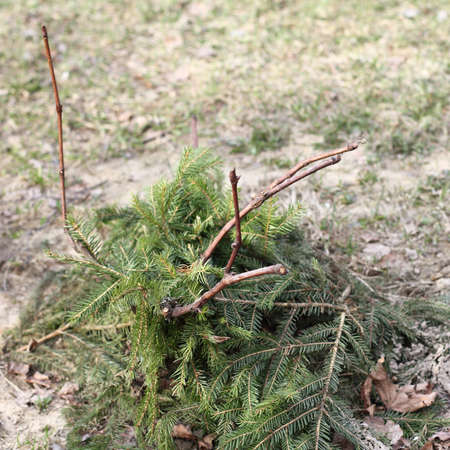 small bush with a vine covered with fir branches top view in spring. protection against winter frostの写真素材
