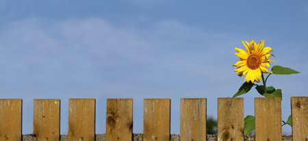 blossoming sunflower flower behind a long wooden fence against the blue sky. sunny summer in the villageの写真素材