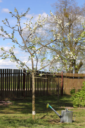 watering can stands under a flowering fruit tree in a garden with a fence. take care of growthの写真素材
