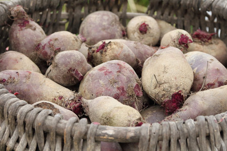 freshly dug red beets in a wicker basket close-up. farm vegetable harvest