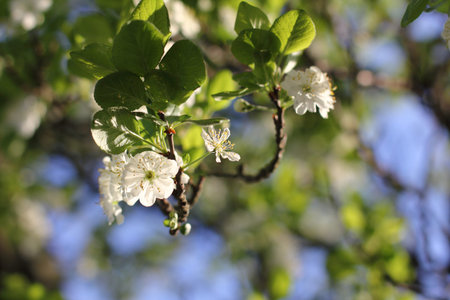 white flowers and green leaves on the branches of a plum tree. sunny day in the spring garden