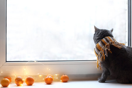 tangerines with garland lights and a gray cat in a striped scarf looks out the window. holiday winter weekendの写真素材