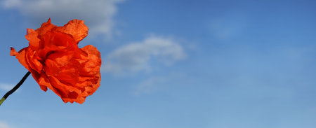 red poppy on a background of blue sky. flower symbolの写真素材