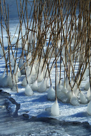 ice covered canes on a frozen river bankの写真素材
