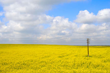 yellow field in bloom with blue sky and white cloudsの写真素材