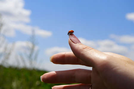 little red lady bug sitting on a woman`s handの写真素材