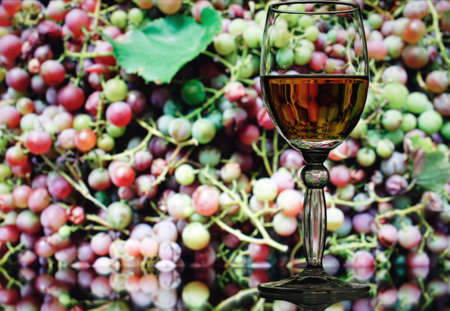 glass with white wine on a grape backgroundの写真素材