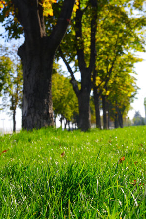 green grass of park lawn with blurred trees at background