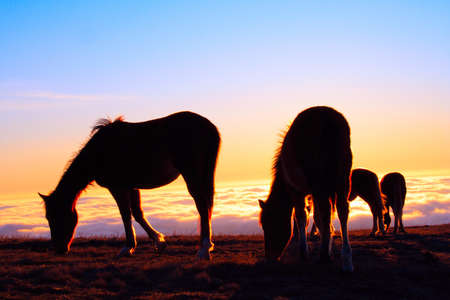 four horses on a pasture on a cloudy mountains backgroundの写真素材
