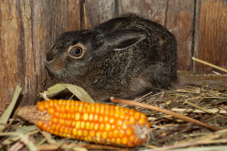 small hare with corn in the foreground