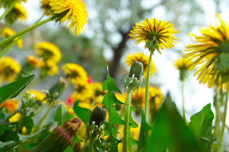 group of dandelions  growing at the gardgenの写真素材