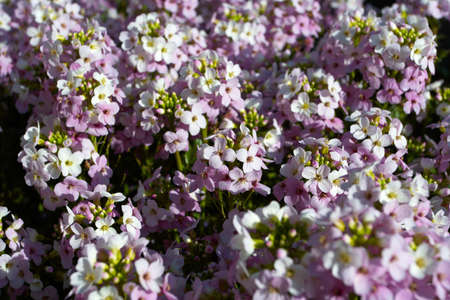 a great many flowers close-up
の写真素材