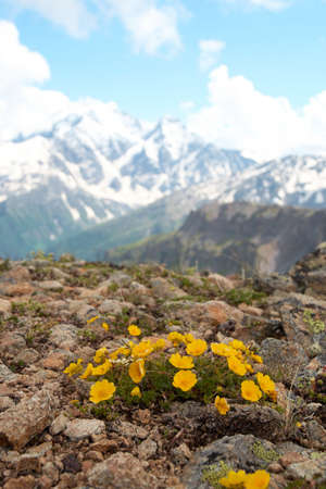 yellow flowers and mountains with blue cloudy sky in the backgroundの写真素材