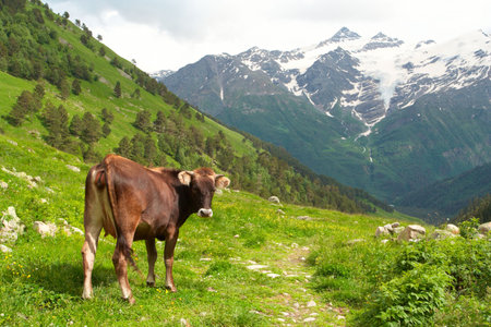 cow grazing on a mountain pastureの写真素材
