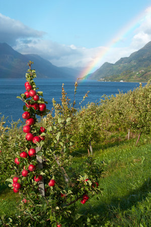 apple-tree in the foreground and mountains with rainbow in the distance, norwayの写真素材