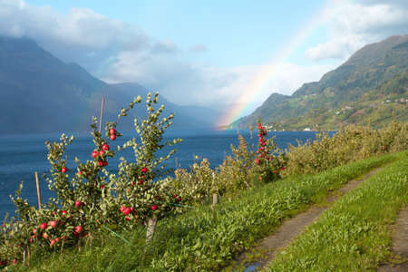 apple-trees and earth road in the foreground and mountains with rainbow in the distance, norway

の写真素材