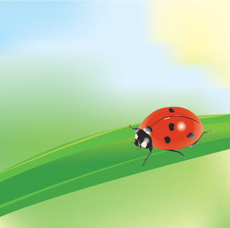 ladybird on a blade of grass. のイラスト素材