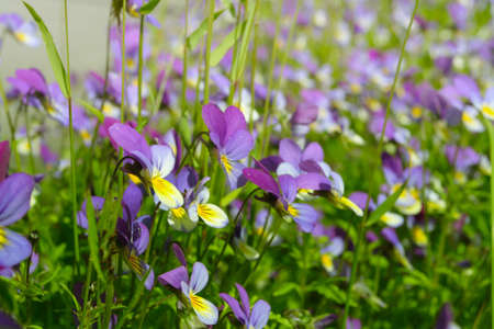 meadow with pansies, close-upの写真素材