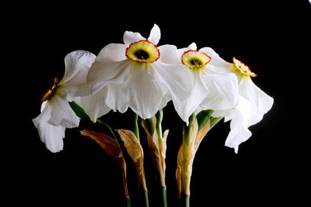 bunch of narcissus on a black background