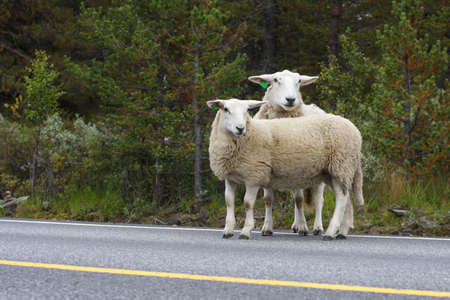 ewe with lamb on a roadの写真素材