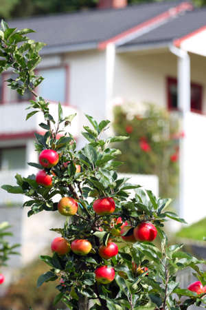 apple-tree in the foreground and house in the distance, norway
の写真素材