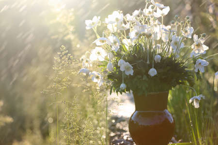  beautiful anemone bouquet  at the gardenの写真素材