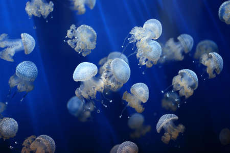 undersea jellyfish background 
の写真素材