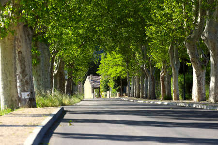 road passing under the plane trees
の写真素材