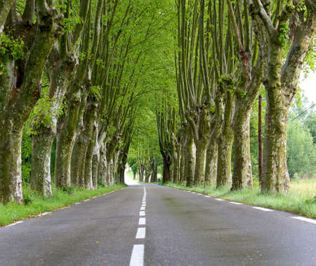 road passing under the plane trees
の写真素材