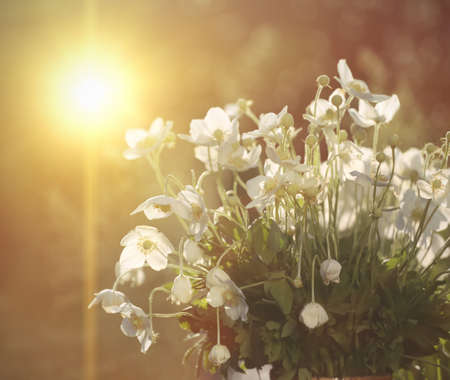 beautiful anemone bouquet at the garden
の写真素材