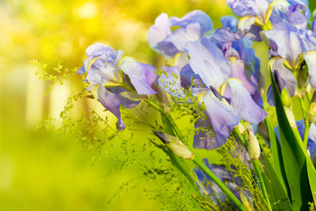 iris flower growing at the garden