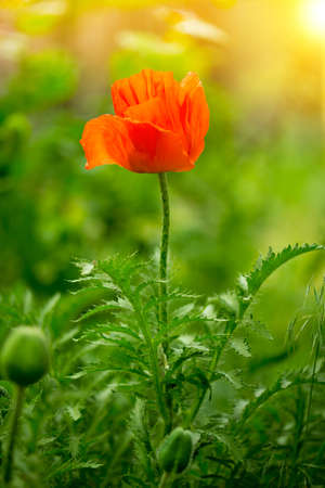 beautiful red poppy flower at the garden
の写真素材
