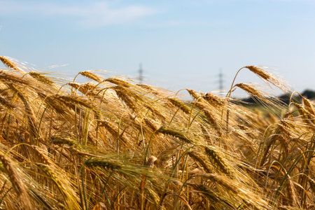 view at the wheat field