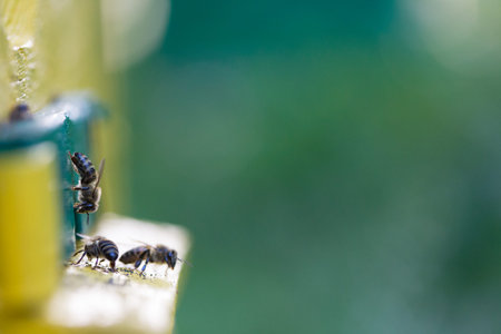 bees near the hive, closeup