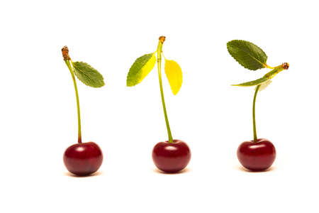 red cherry on a white background
の写真素材