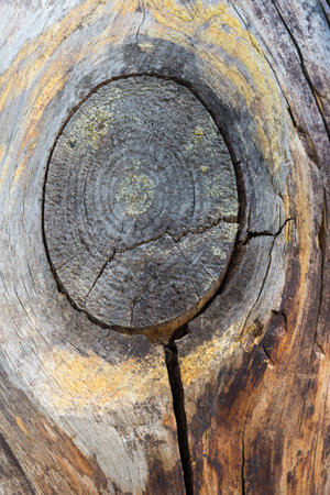 background made of cutted tree texture