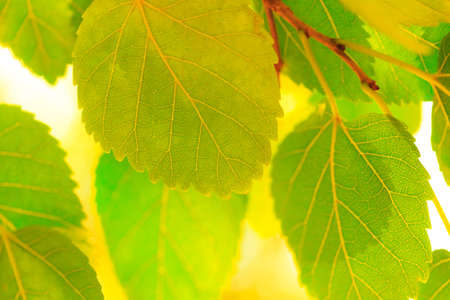 abstract multicolored autumn leaves backgroundの写真素材