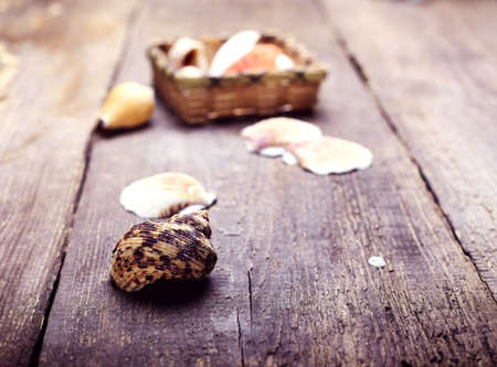 shells and starfish on a wooden tableの写真素材