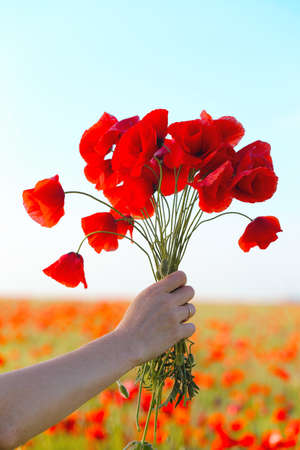 bouquet of poppies in handの写真素材