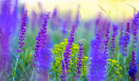 salvia growing in a field, backgroundの写真素材