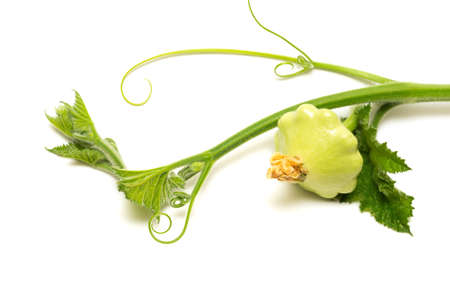 marrow on a white backgroundの写真素材