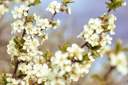flowering tree apricot closeup and sky in the background