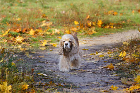 beautifu cocker spaniel runs at the parkの写真素材
