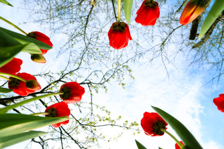 red tulips growing in the garden