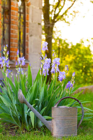 iris with watering can at the gardenの写真素材