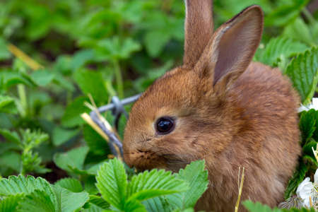 small rabbit sitting in the bushes of strawberries at the gardenの写真素材