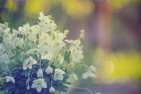 beautiful anemone bouquet  at the gardenの写真素材