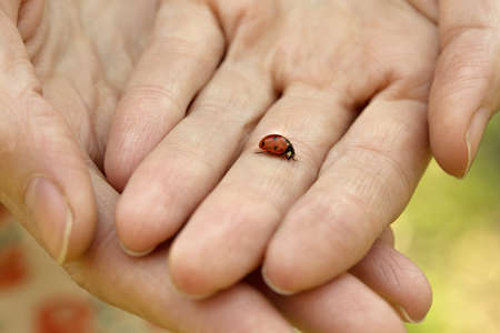 ladybird on female handsの写真素材