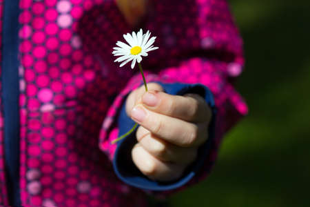 girl holding at the hand daisyの写真素材